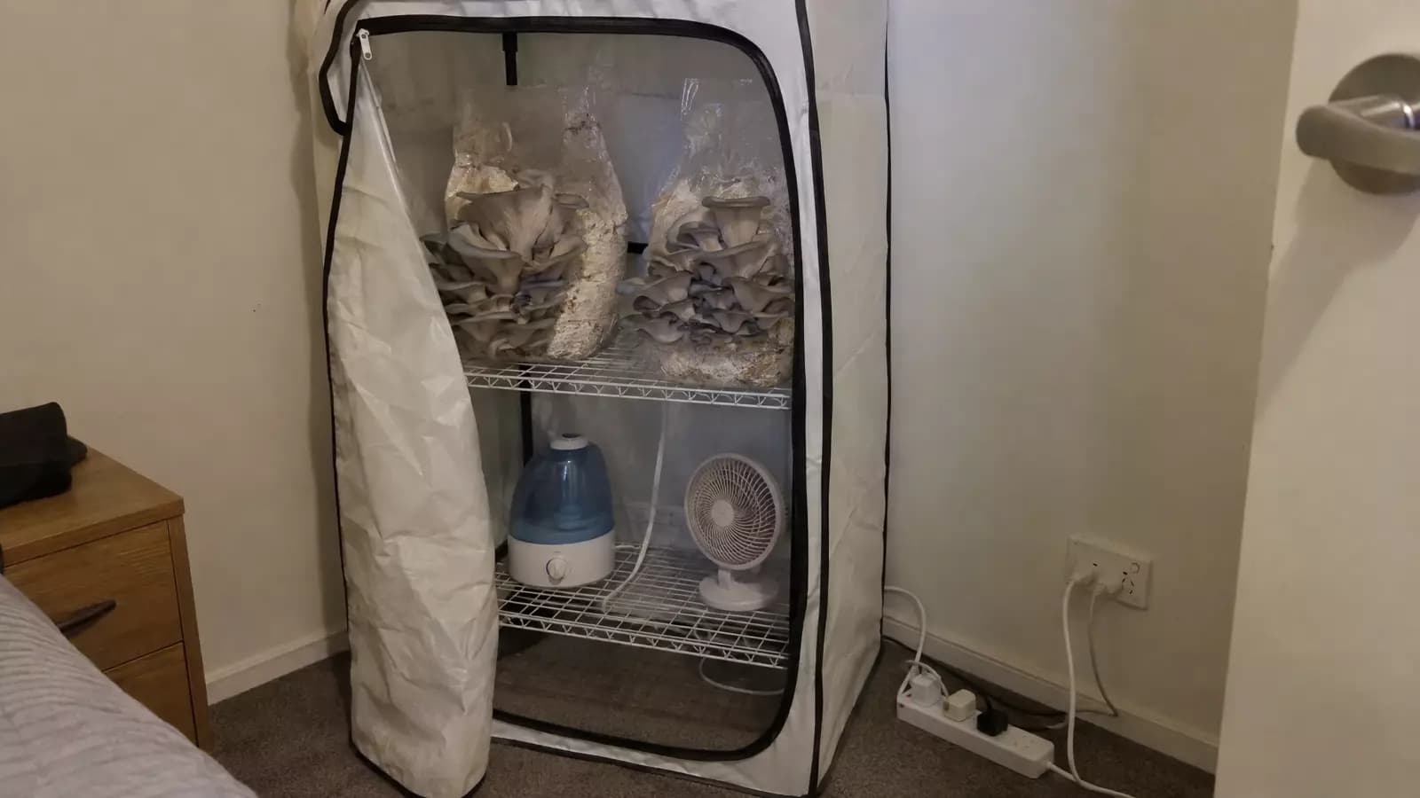 A DIY mushroom grow tent in a spare room, with oyster mushroom grow bags on wire shelves, a humidifier and a small fan