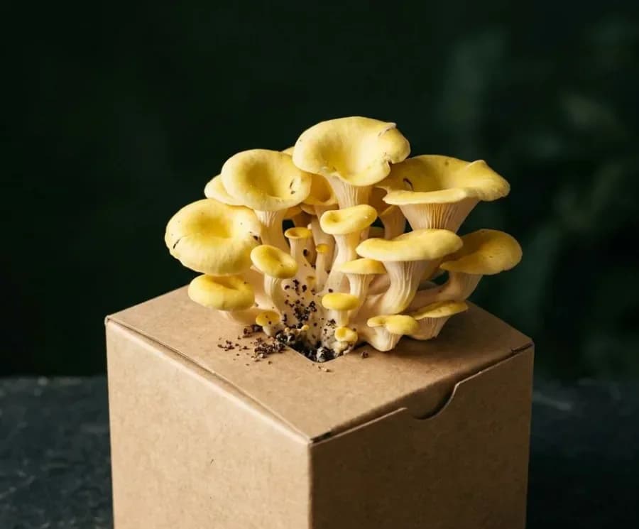 Yellow Oyster mushrooms fruiting from a ready-to-grow block