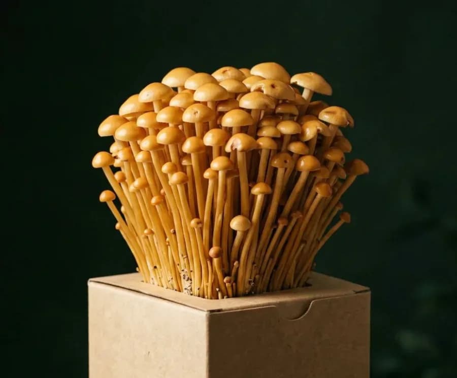Golden Enoki mushrooms fruiting from a ready-to-grow block