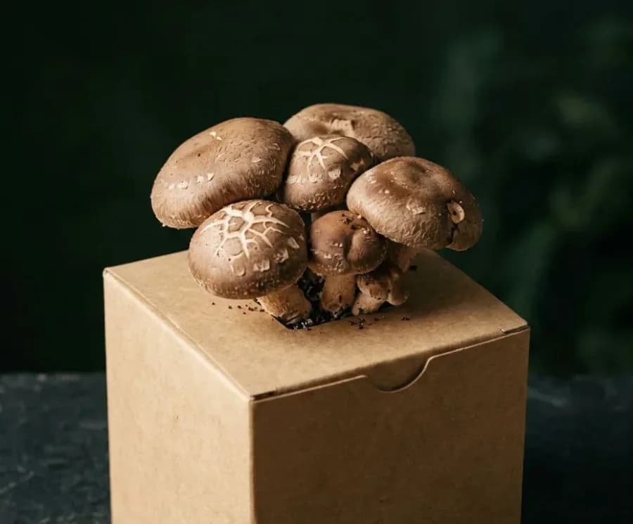Shiitake mushrooms fruiting from a ready-to-grow block