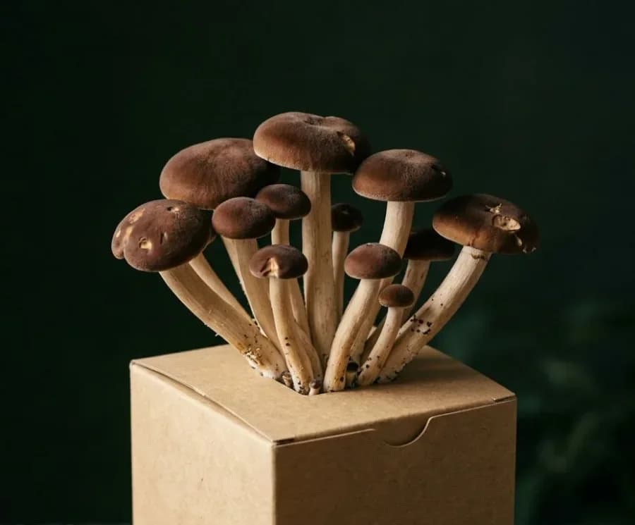 Pioppino mushrooms fruiting from a ready-to-grow block