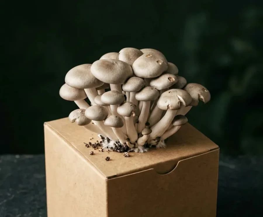 Silver Shimeji mushrooms fruiting from a ready-to-grow block
