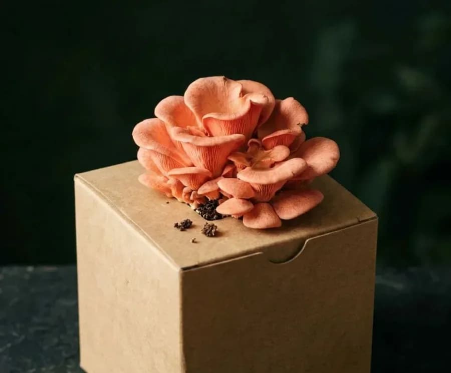 Pink Oyster mushrooms fruiting from a ready-to-grow block