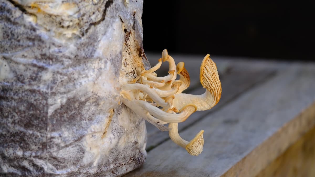 A mushroom grow kit with dried-out mushrooms after inconsistent misting