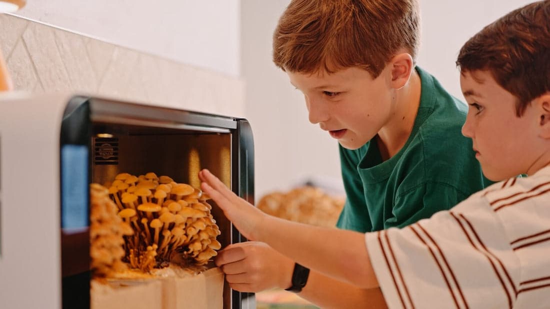 Two kids peering into the Flush cabinet, watching mushrooms grow