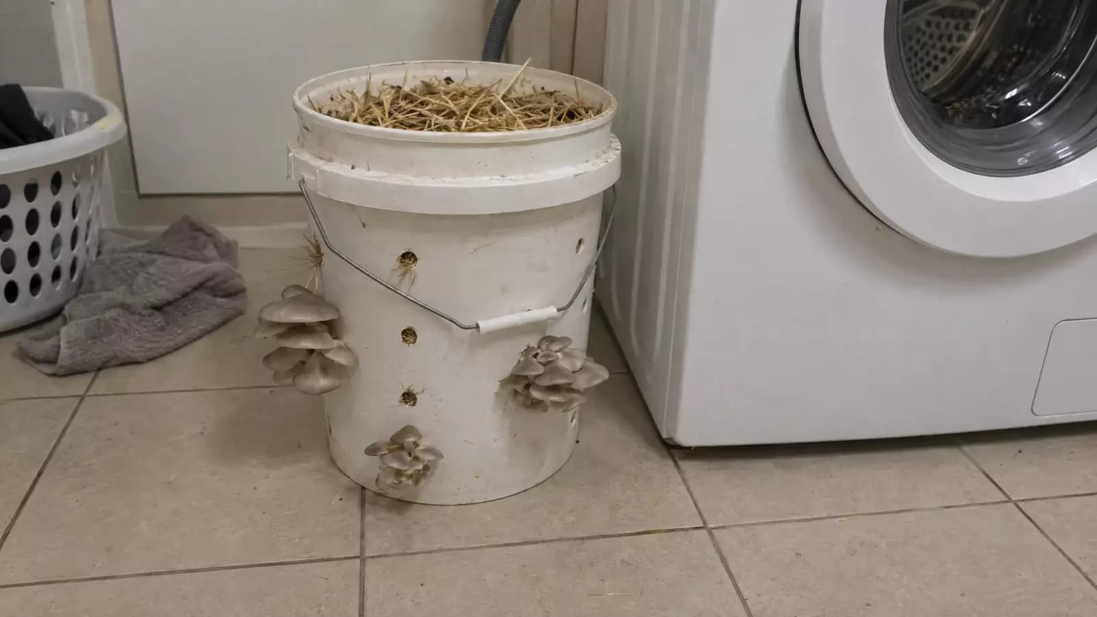 A white bucket of straw with oyster mushrooms growing out of holes in its sides, next to a washing machine