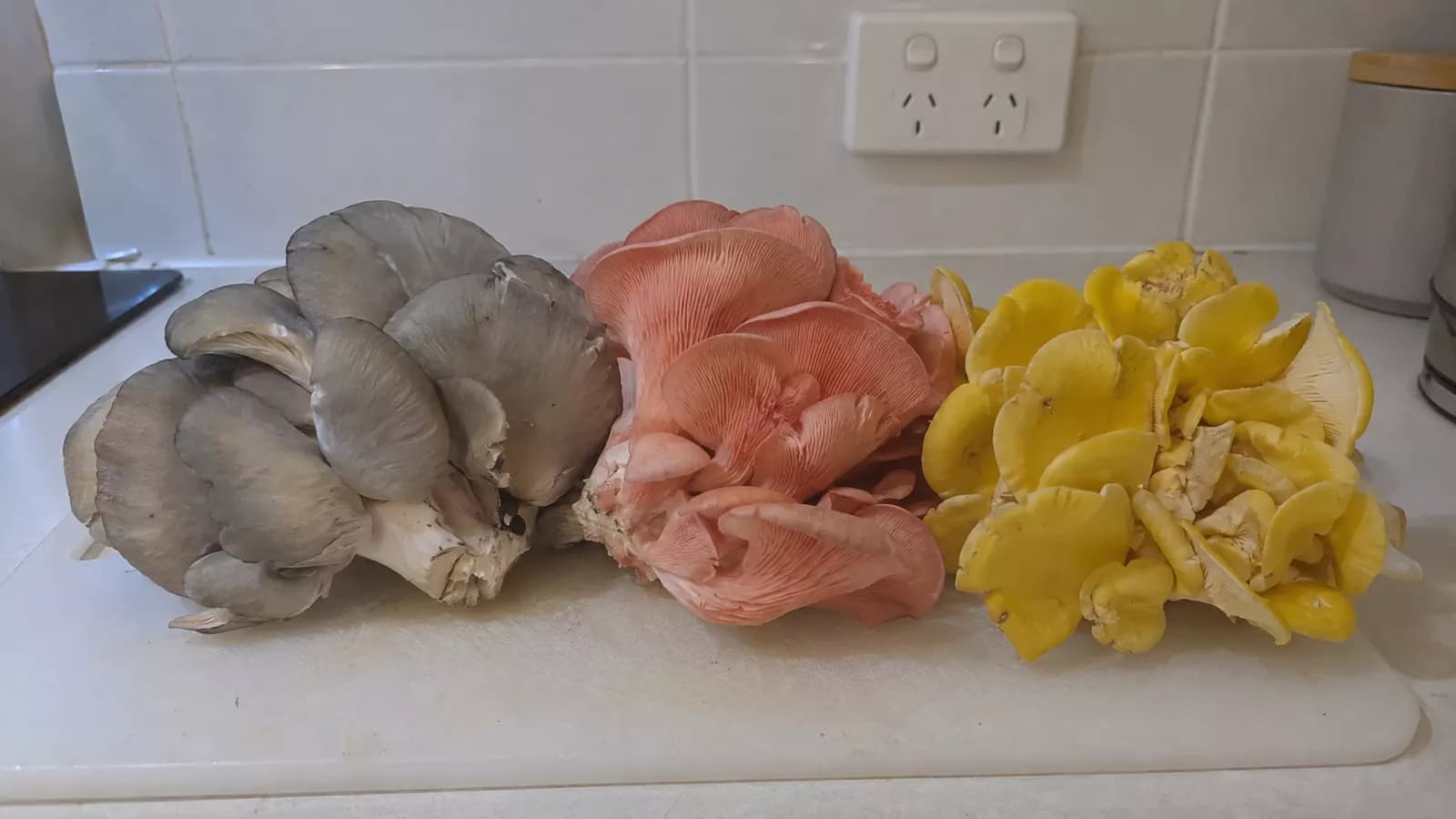 Clusters of blue-grey, pink and yellow oyster mushrooms on a chopping board in a home kitchen