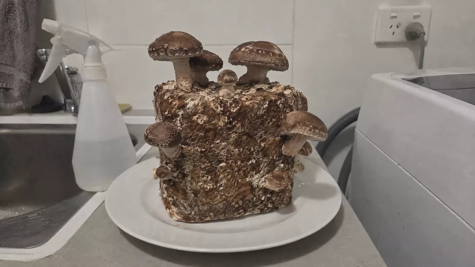 A shiitake grow block out of its bag on a plate in a laundry, with shiitake growing from its top and sides