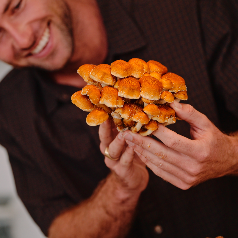 Harvest