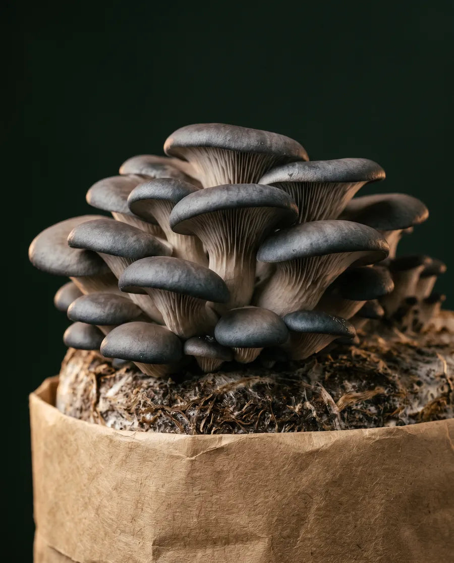 Black Pearl King Oyster mushrooms growing from a kraft substrate block