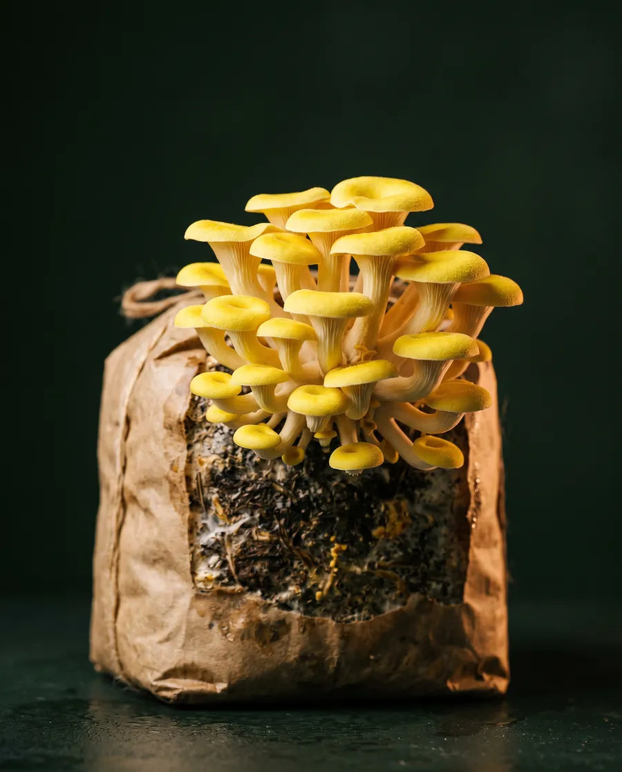 Gold Oyster mushrooms growing from a kraft substrate block