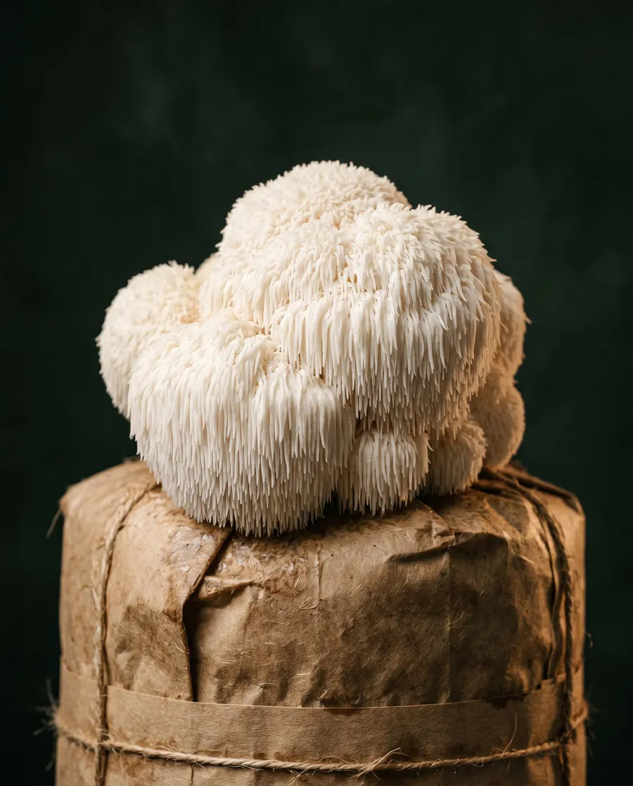 Lion's Mane mushrooms growing from a kraft substrate block